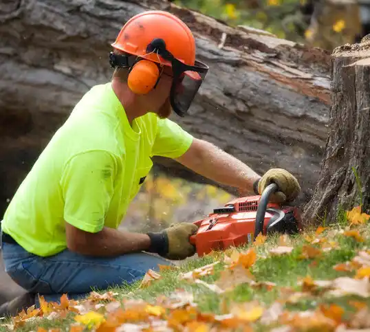 tree services Fremont Hills